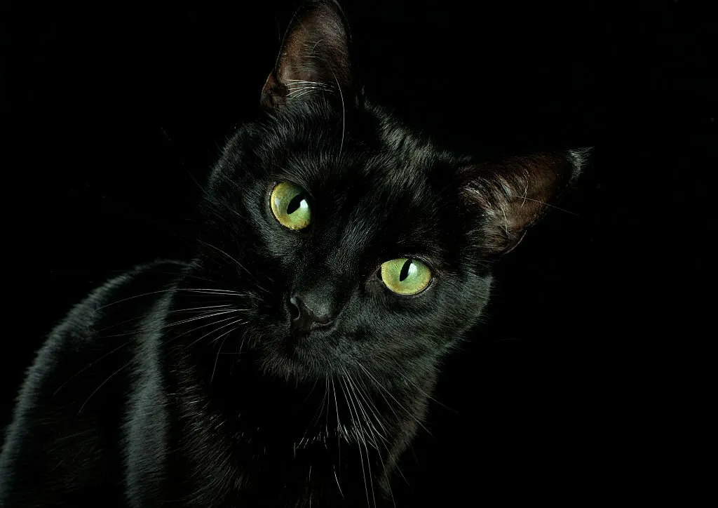 Black Cats with Green Eyes
