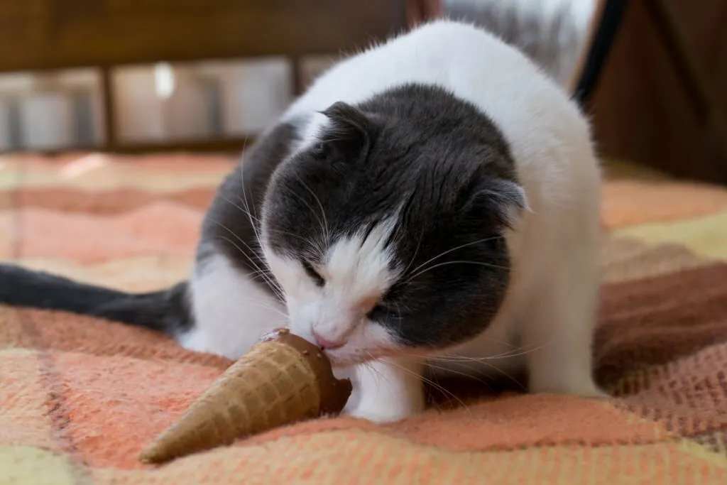 Can Cats Have Strawberry Ice Cream