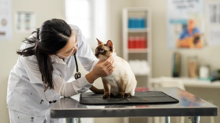 Cat Can’t Walk After Gabapentin? What to Know