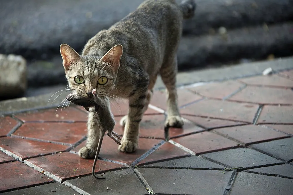 My Cat Killed a Mouse but Didn't Eat It