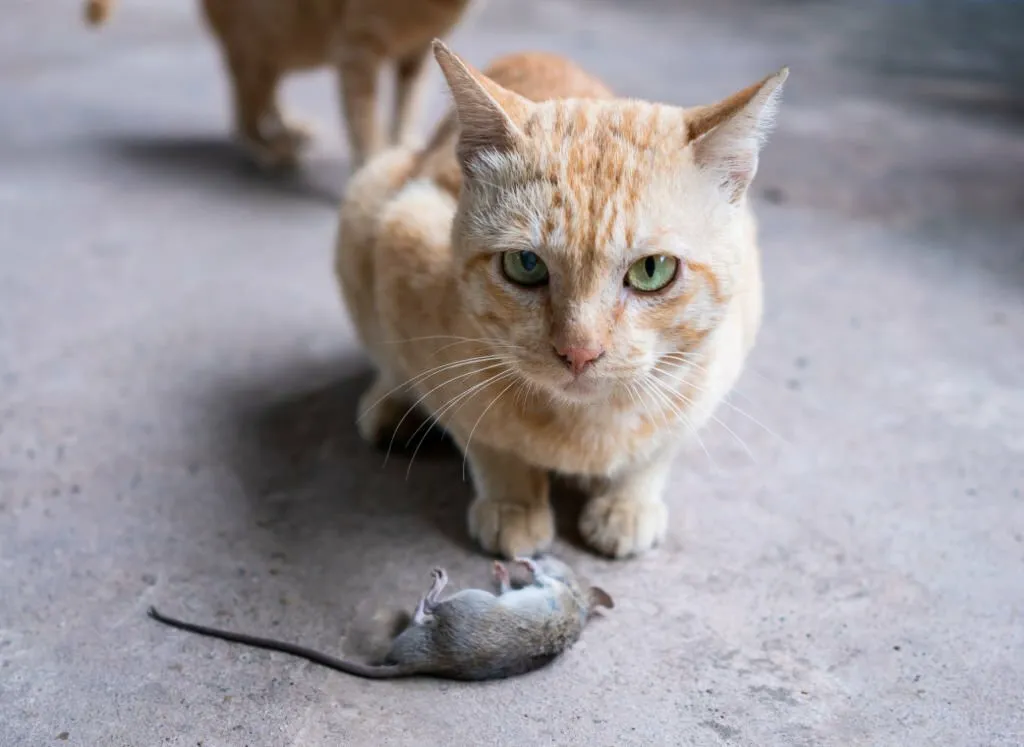 My Cat Killed a Mouse but Didn't Eat It