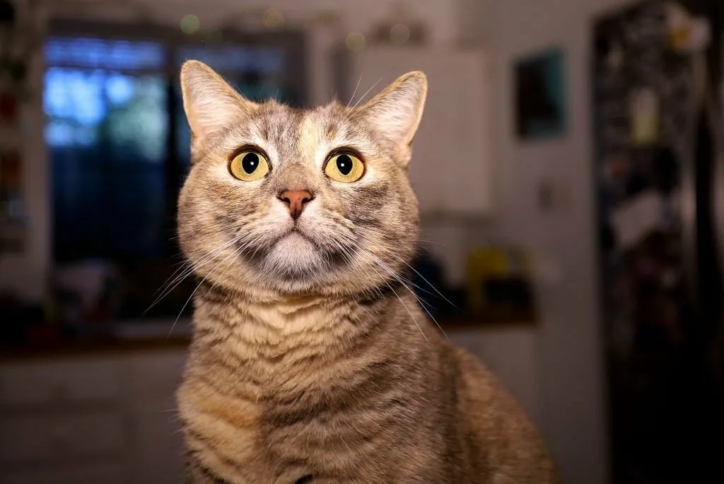 Dilute Tortoiseshell Cats