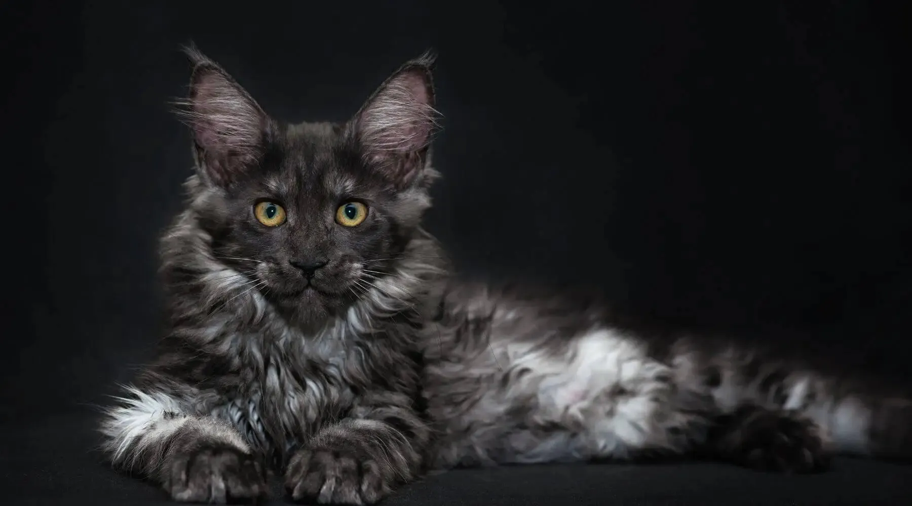 Full Grown Black Maine Coon Cat