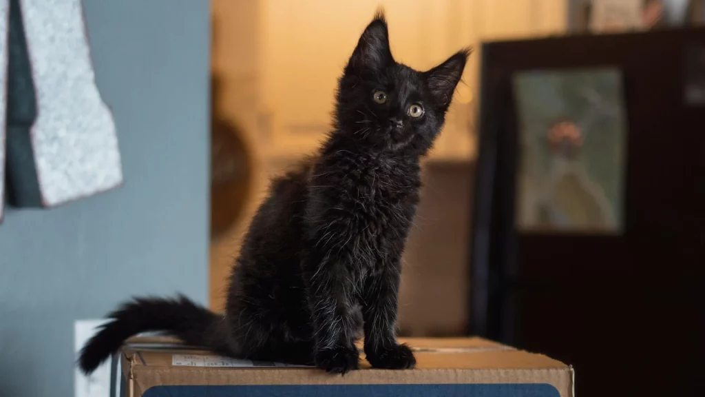 Full Grown Black Maine Coon Cat