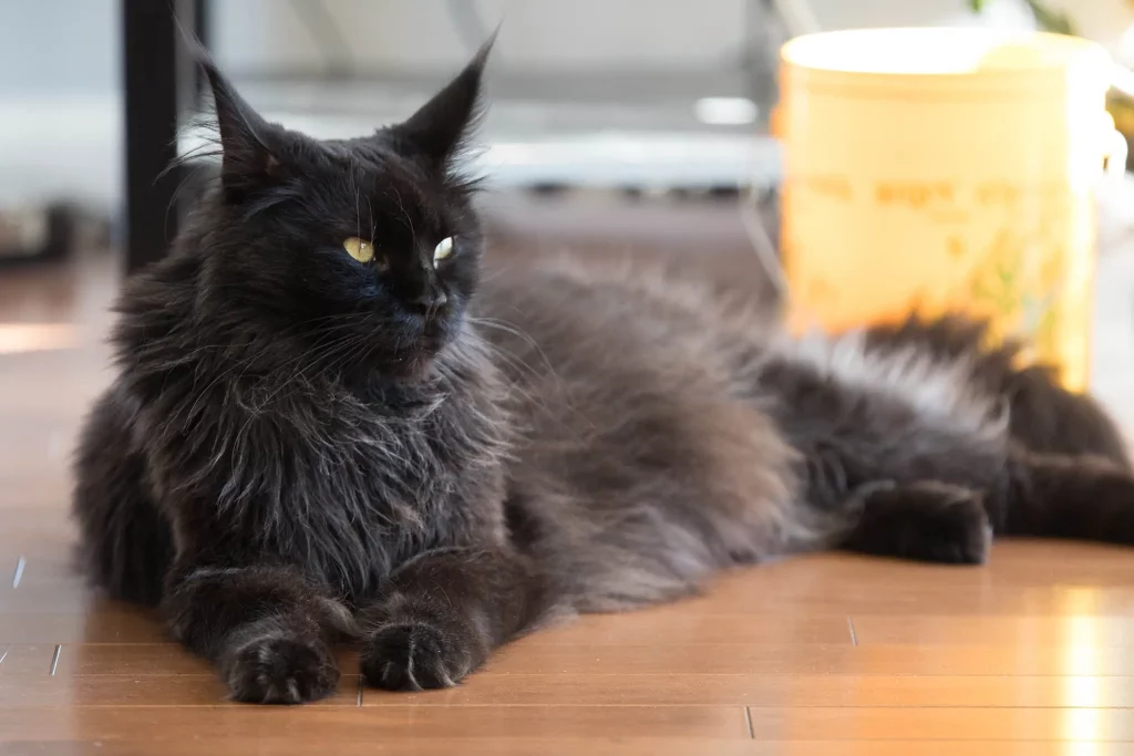 Full Grown Black Maine Coon Cat