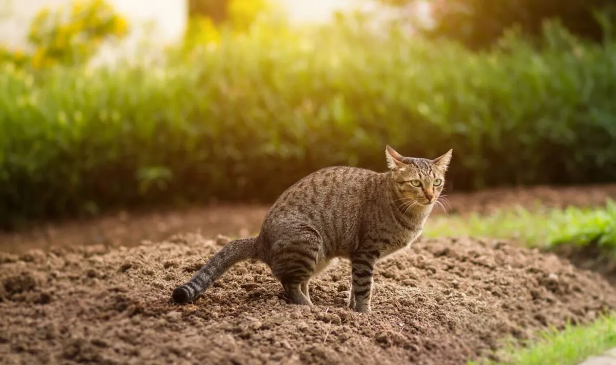 How to Neutralize Cat Feces in Soil