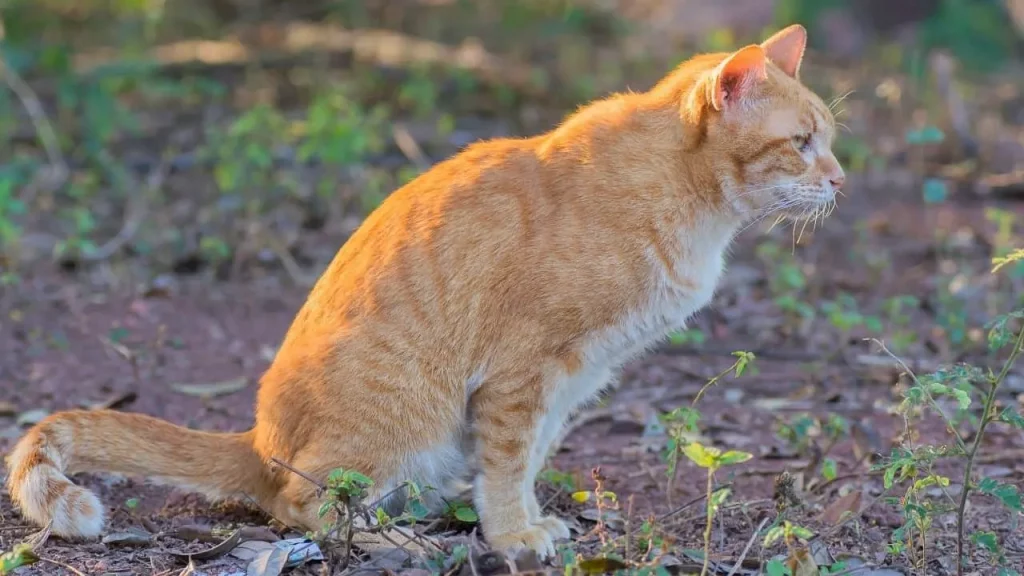 How to Neutralize Cat Feces in Soil