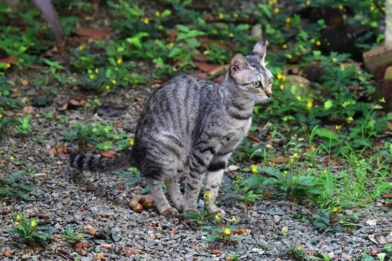 How to Neutralize Cat Feces in Soil