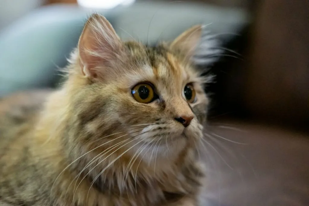 Maine Coon Tabby Mix Kitten