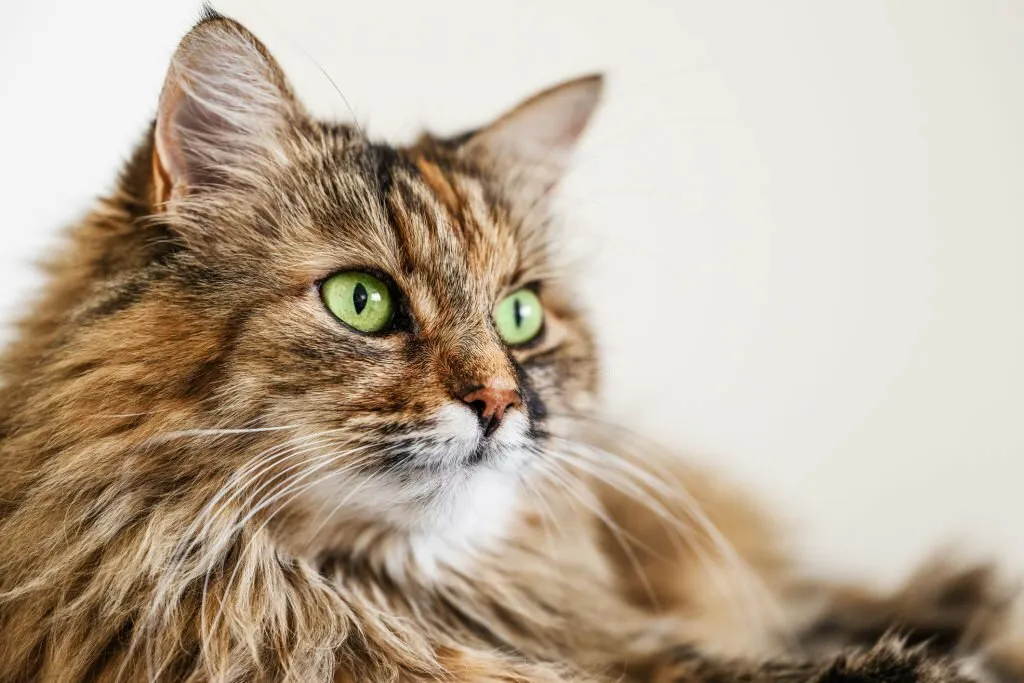 Maine Coon Tabby Mix Kitten