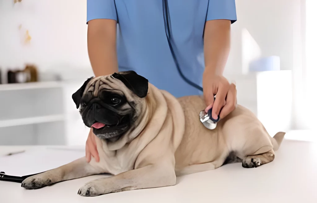 Pug Dying Symptoms