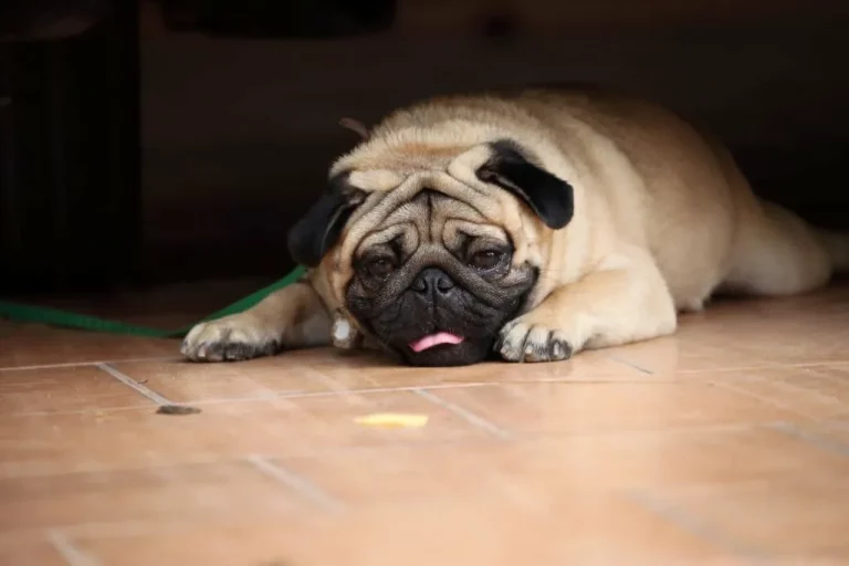 15 Pug Dying Symptoms & How to Care For Dying Pug