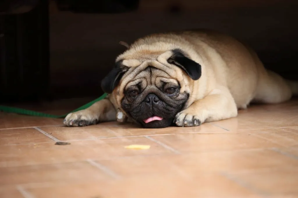 Pug Dying Symptoms