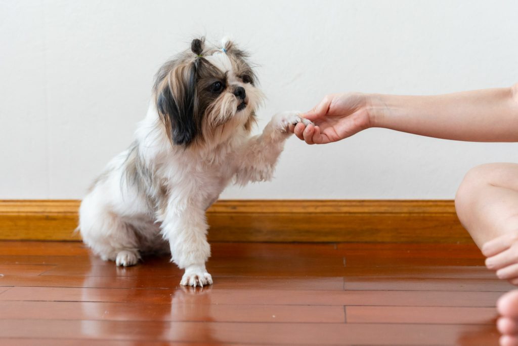 A dog Shih Tzu playing with the owner in the living room.