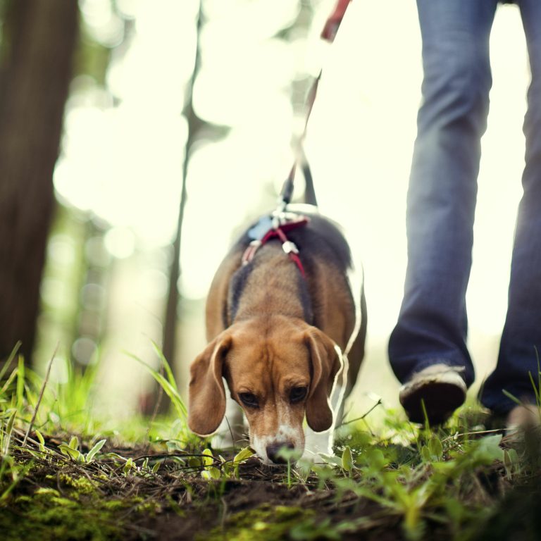 Why Is My Dog Sniffing Me So Much: 15 Reasons & Tips