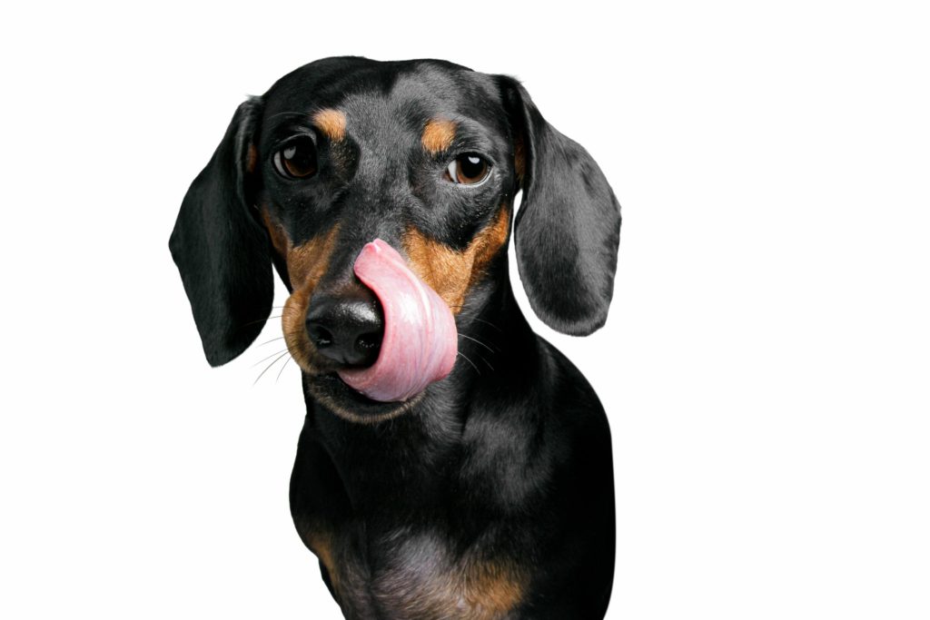 Dog Flick His Tongue 