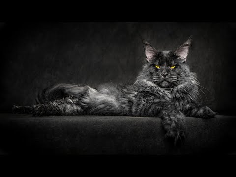 Full Grown Black Smoke Maine Coon: A Complete Overview