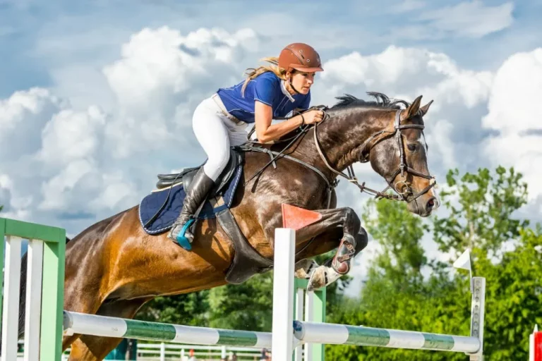 How to Choose the Right Horse Jump Standards