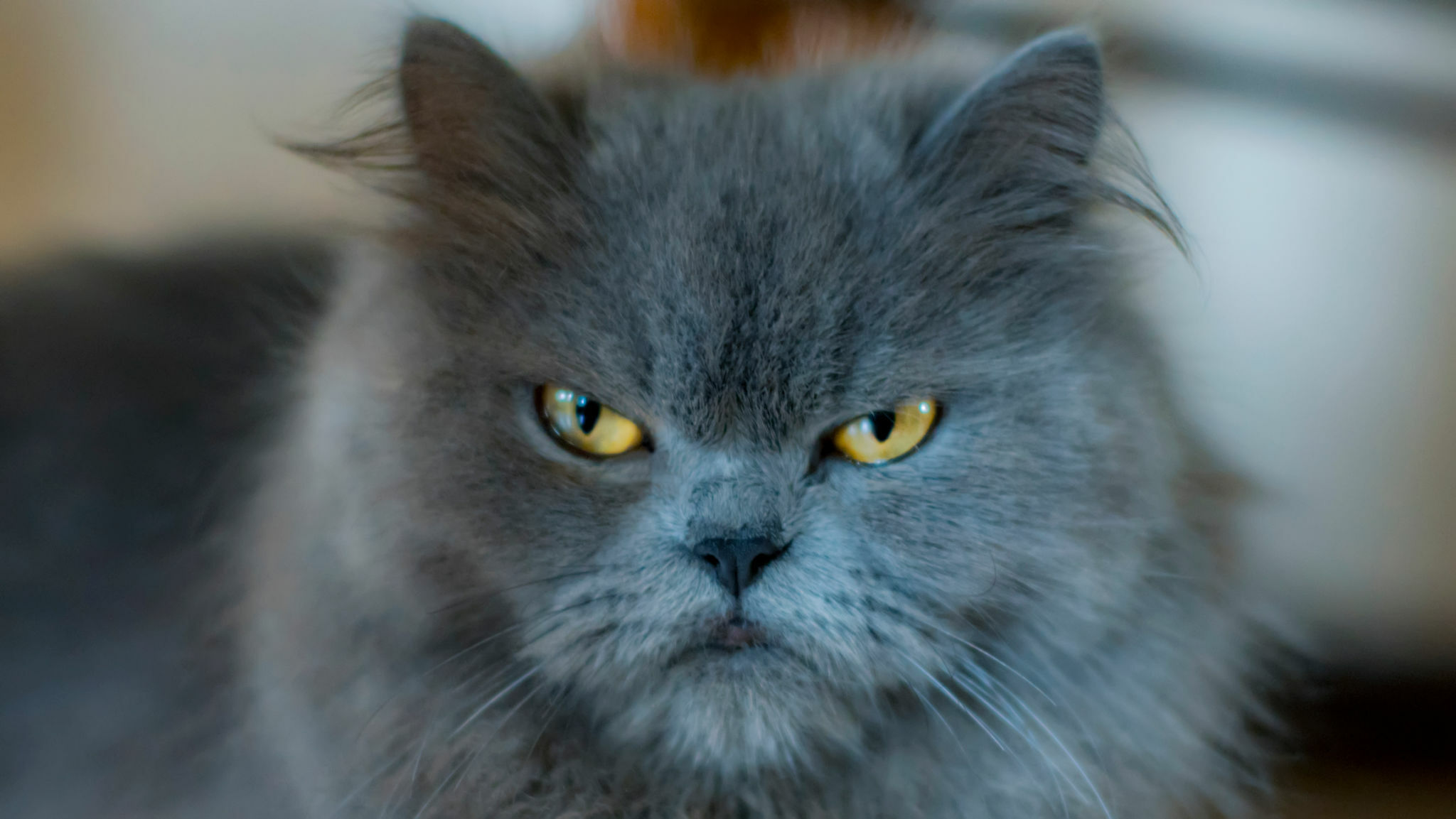 Portrait of a Grumpy Persian Cat