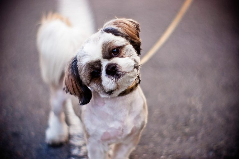 10 Possible Causes Of My Shih Tzu Shaking & Helpful Hints