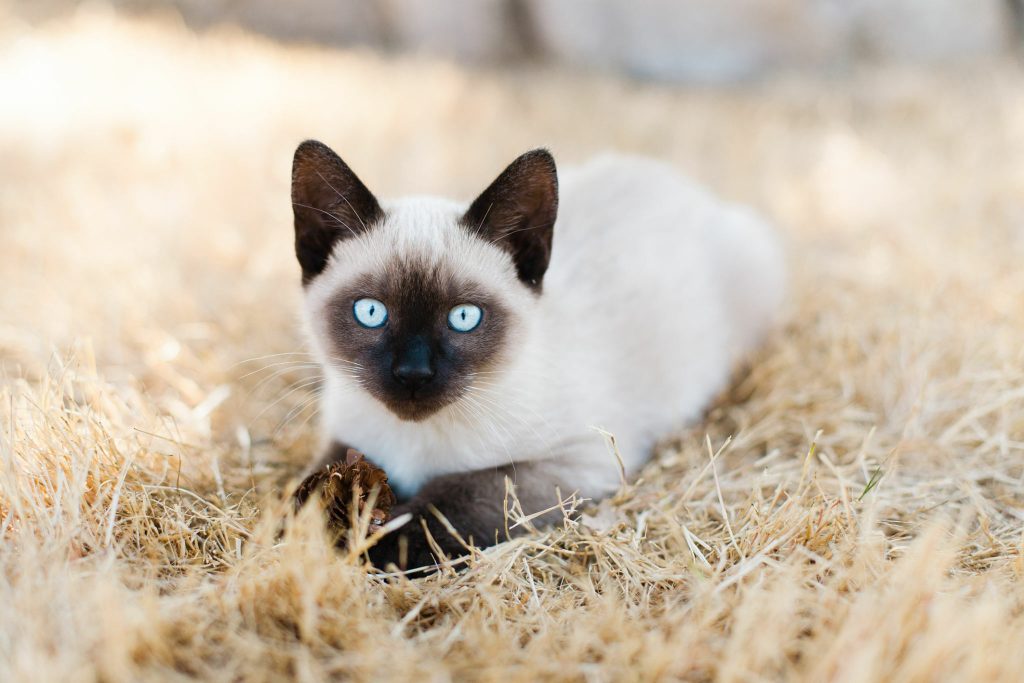 A blue-eyed, domestic short-hair Siamese kitten lays in the grass, holding a pinecone