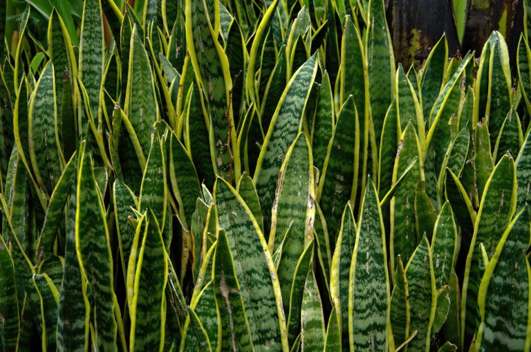 Why Is My Snake Plant Turning Yellow: 10 Reasons