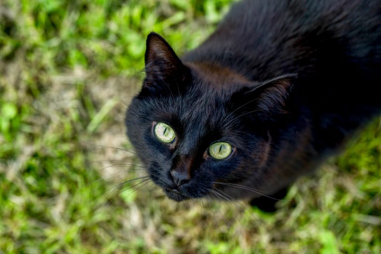 Do All Black Cats Have Green Eyes?