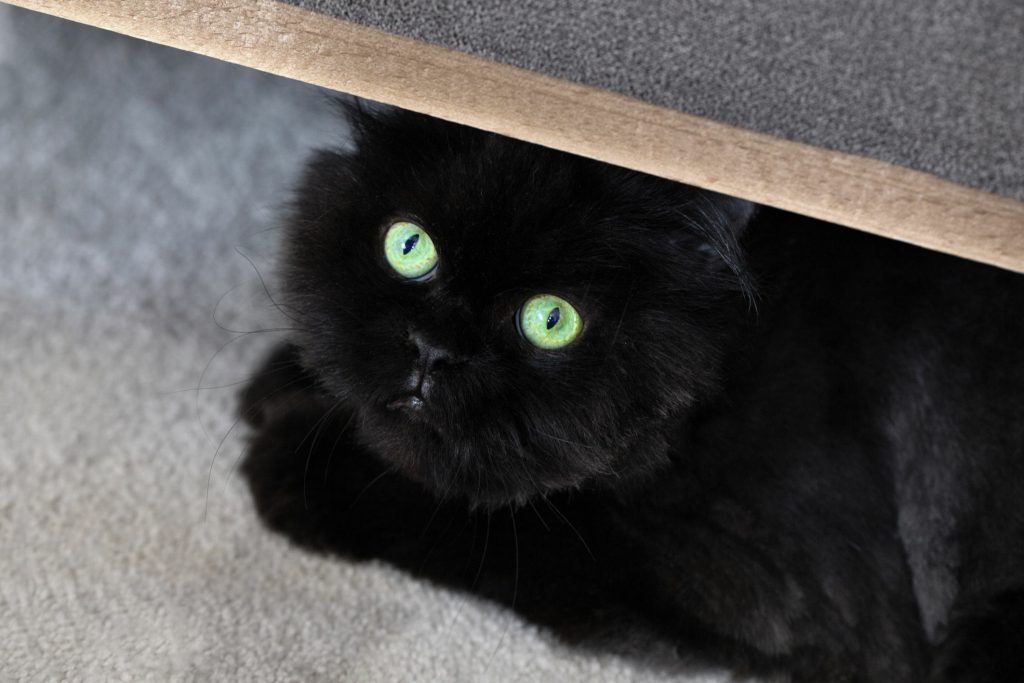 Close-up of Funny Black Catt with big green eyes peeking. Black Catt hiding.