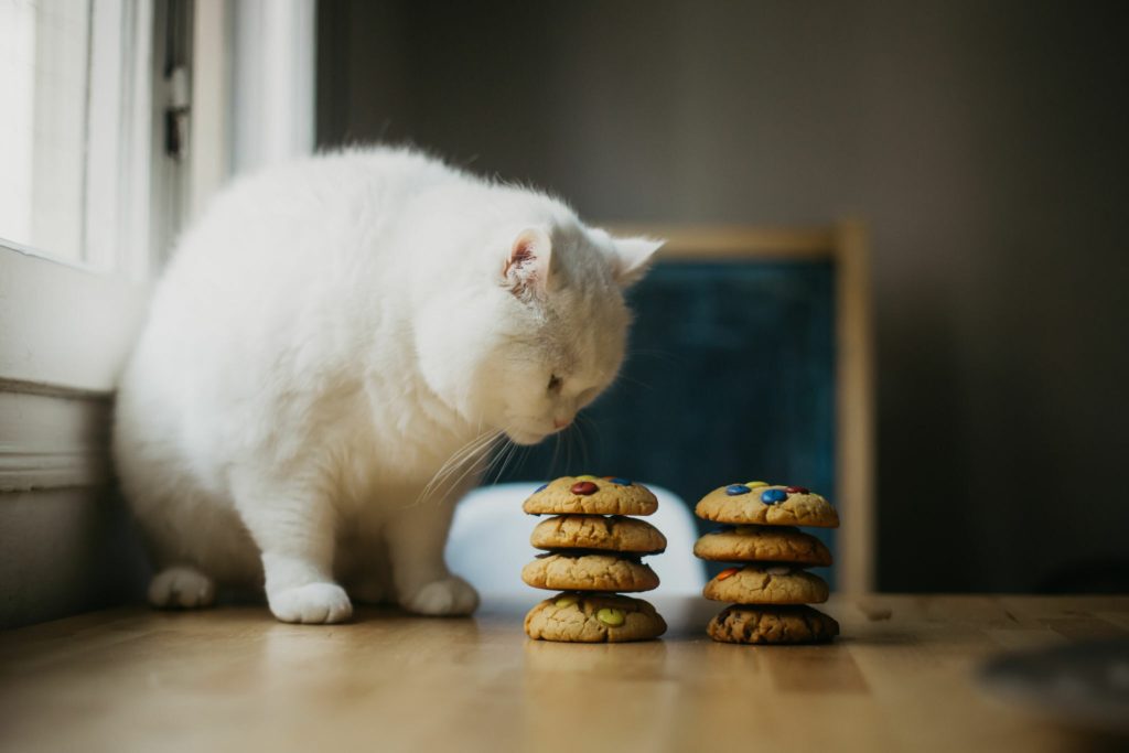 Cat Smelling Cookies