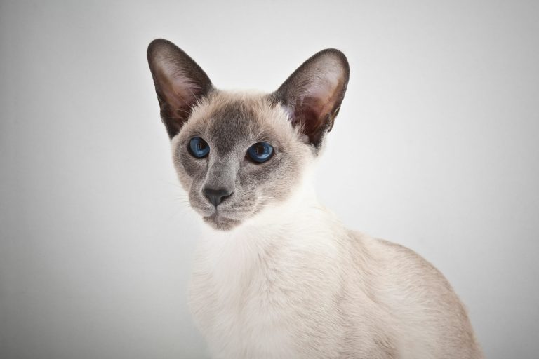 Siamese Cat Prices: Everything You Need to Know