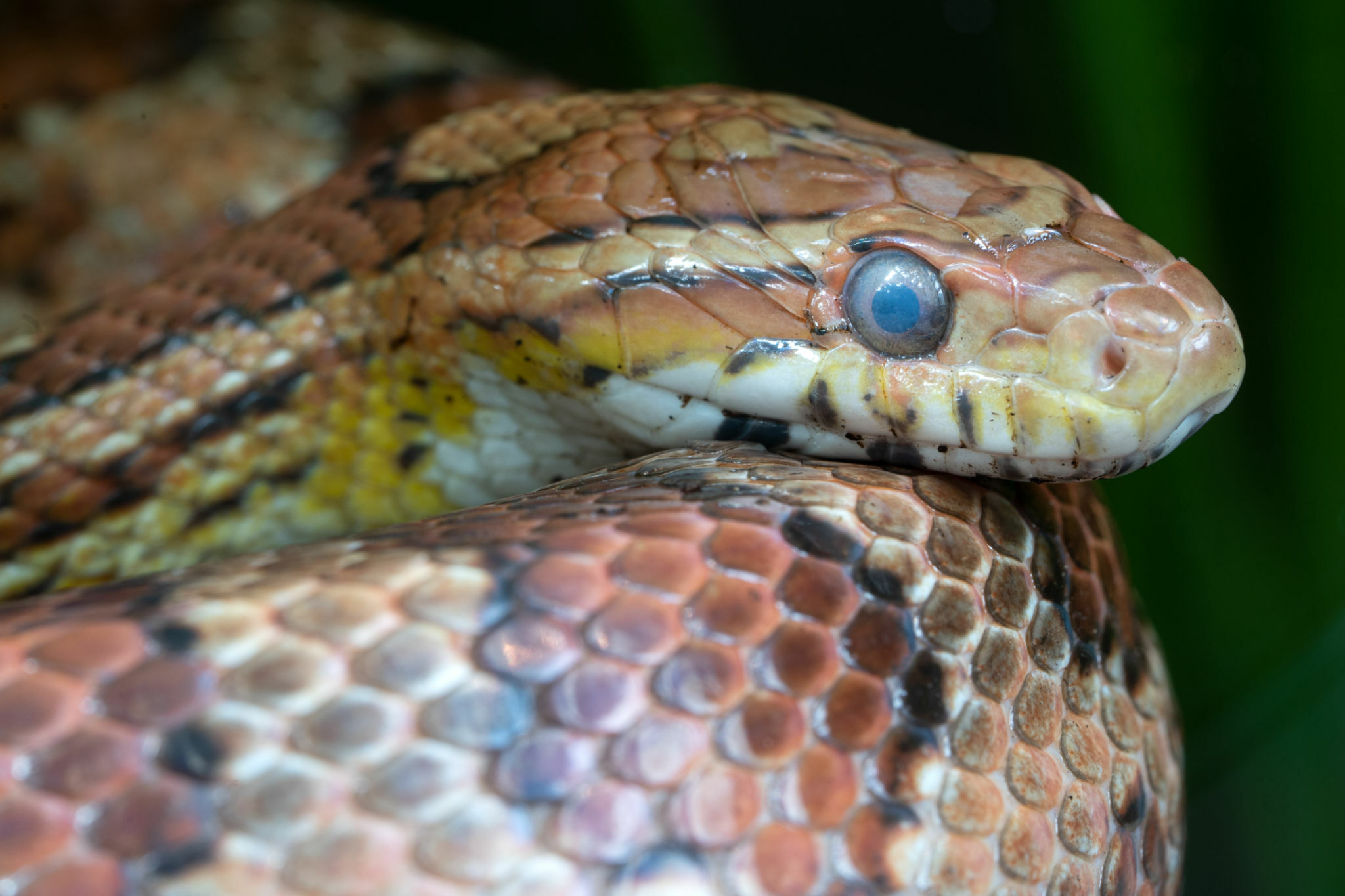 snake's eyes cloudy