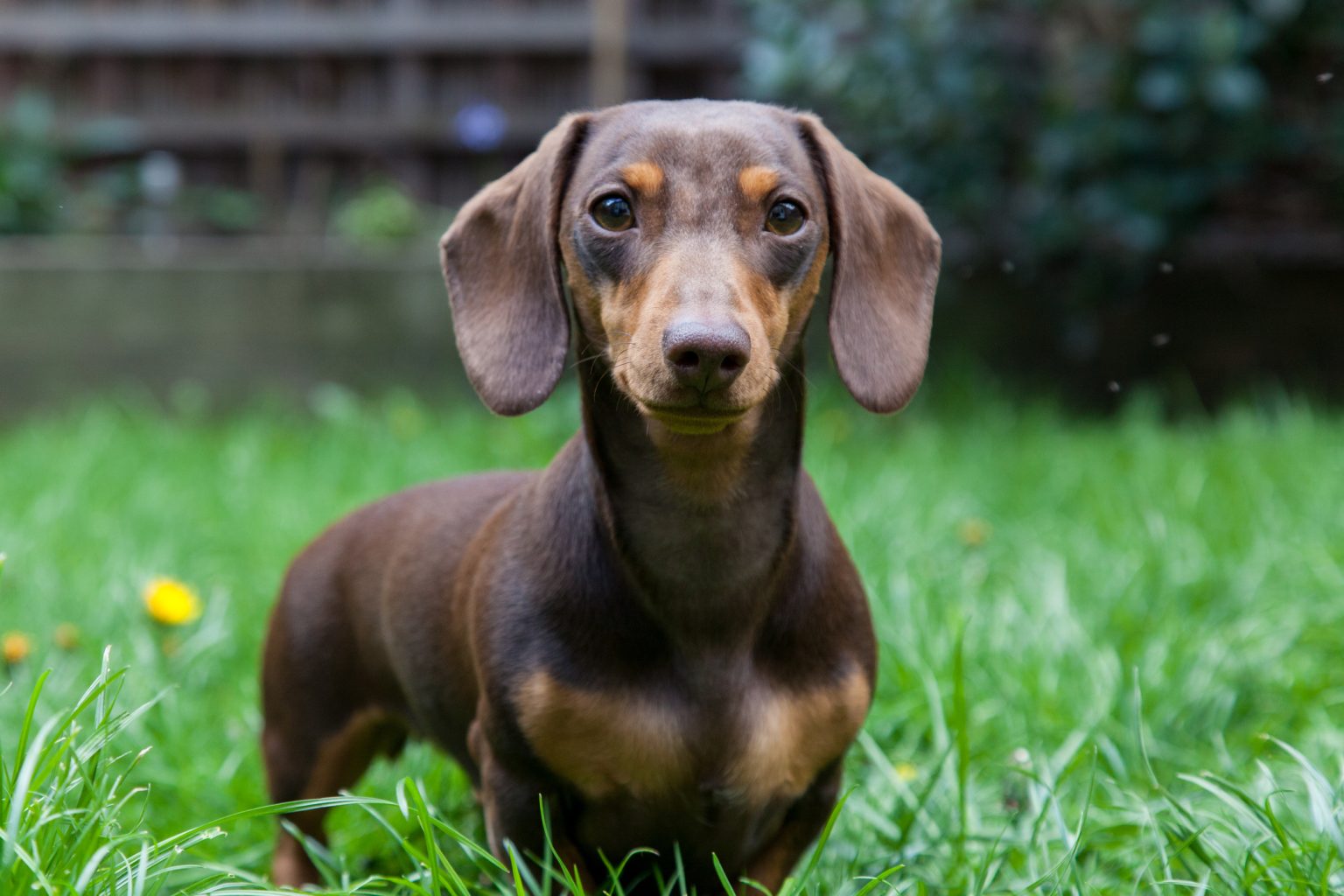 why-dachshunds-are-the-worst-breed-12-reasons