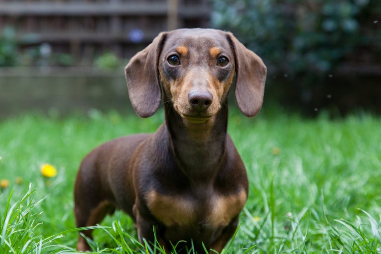 Why Dachshunds Are the Worst Breed? 12 Reasons