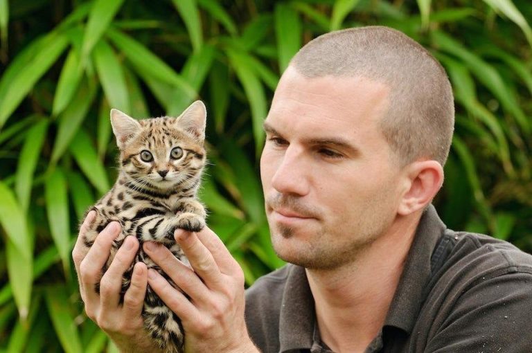 Is it Legal to Own a Rusty Spotted Cat?