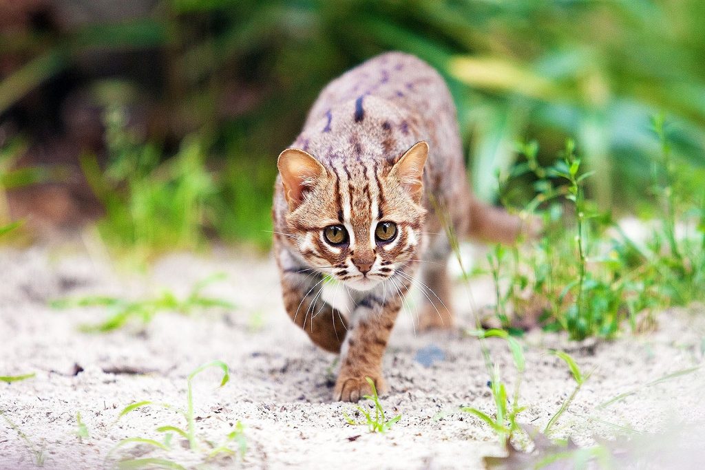 Is it Legal to Own a Rusty Spotted Cat